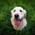 Consejos para mantener el pelaje de tu perro saludable y radiante: Guía completa